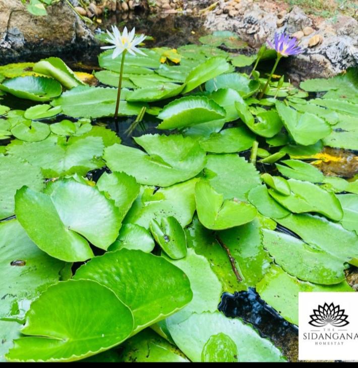 Sidhangana Home Stay Anuradhapura Bagian luar foto